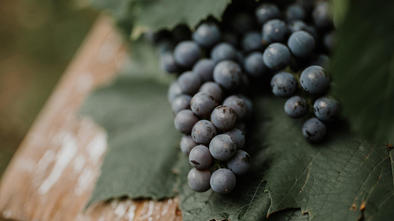 Виноделы по всему миру назвали 2025 год отличным для вина