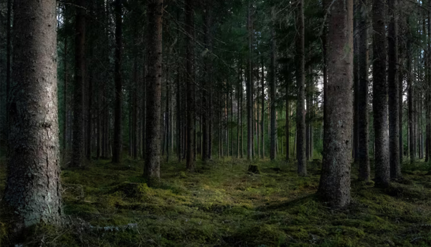 Фото: ru.freepik.com, wirestock