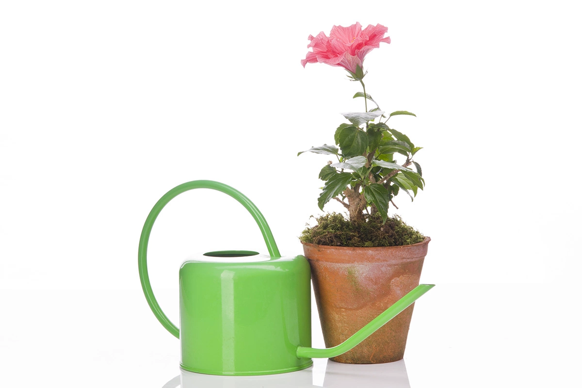 Поливайте гибискус утром или в первой половине дня