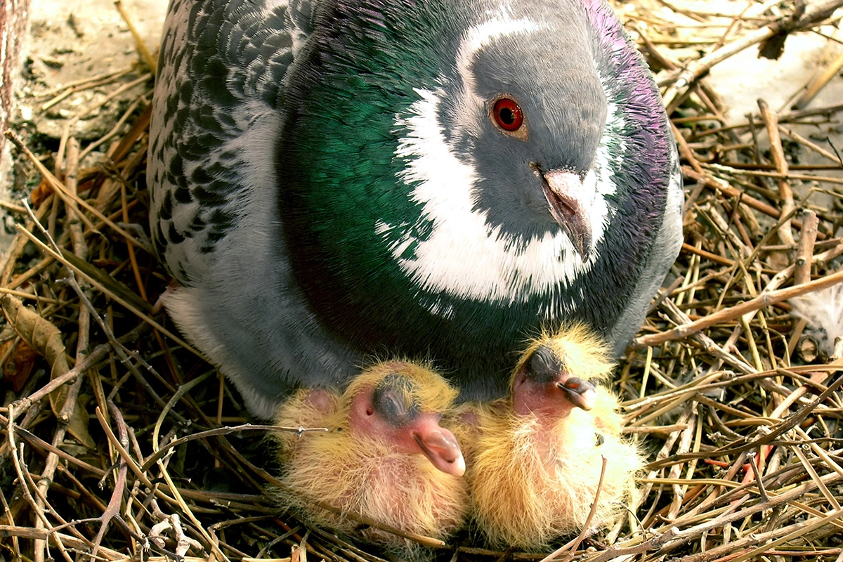 Если вы нашли птенца голубя, постарайтесь вернуть его в гнездо