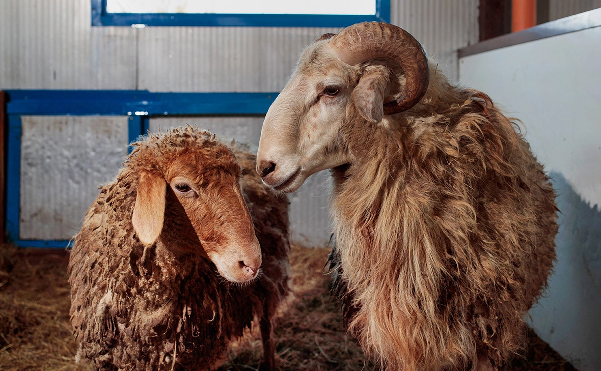 Владислав Шатило / РБК