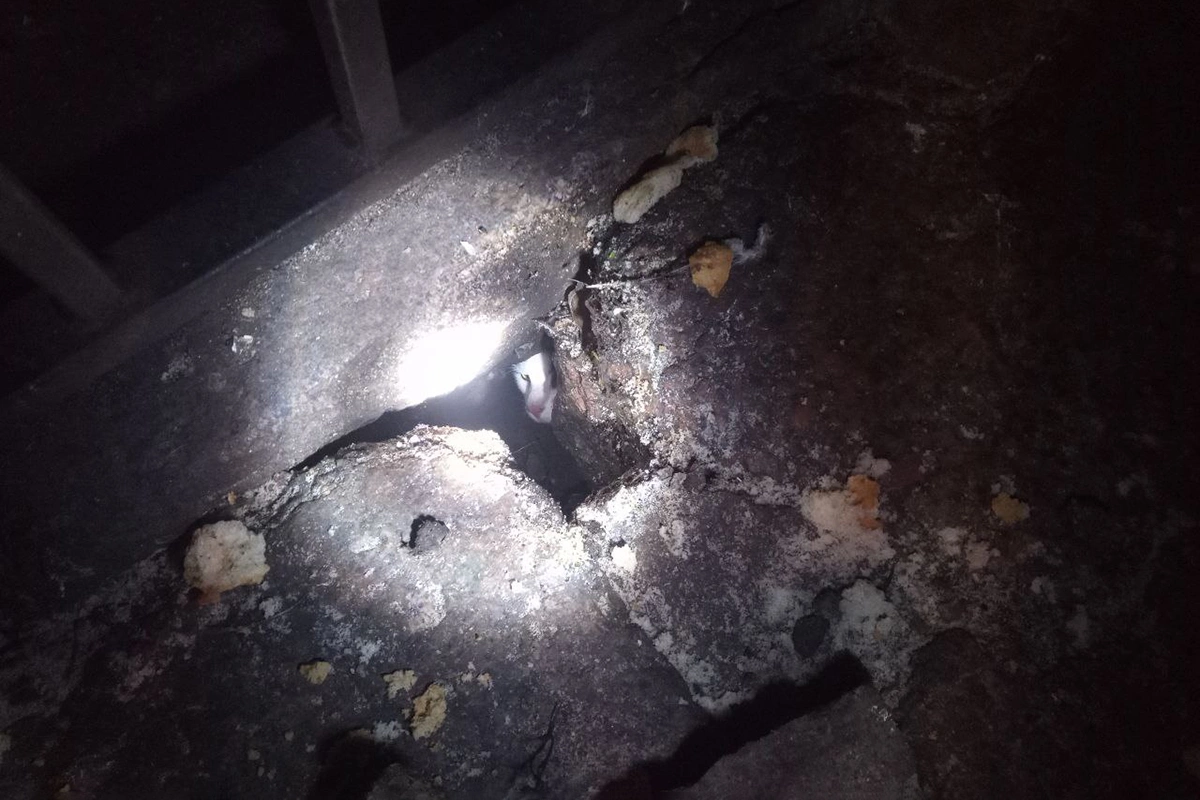 Кот, застрявший на набережной канала Грибоедова