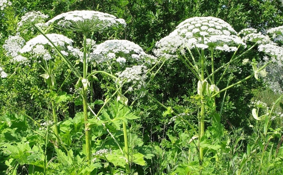 администрация Петрозаводского городского округа/ vk.com