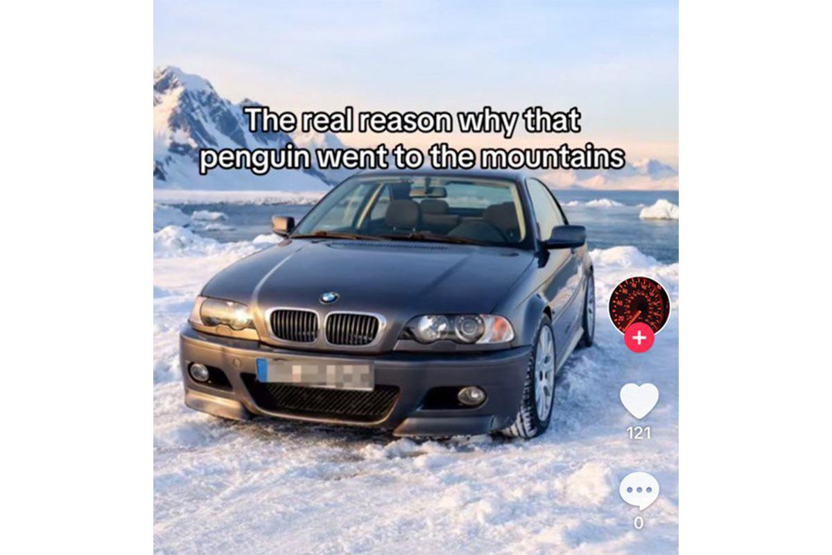 «Настоящая причина, почему пингвин отправился в горы»