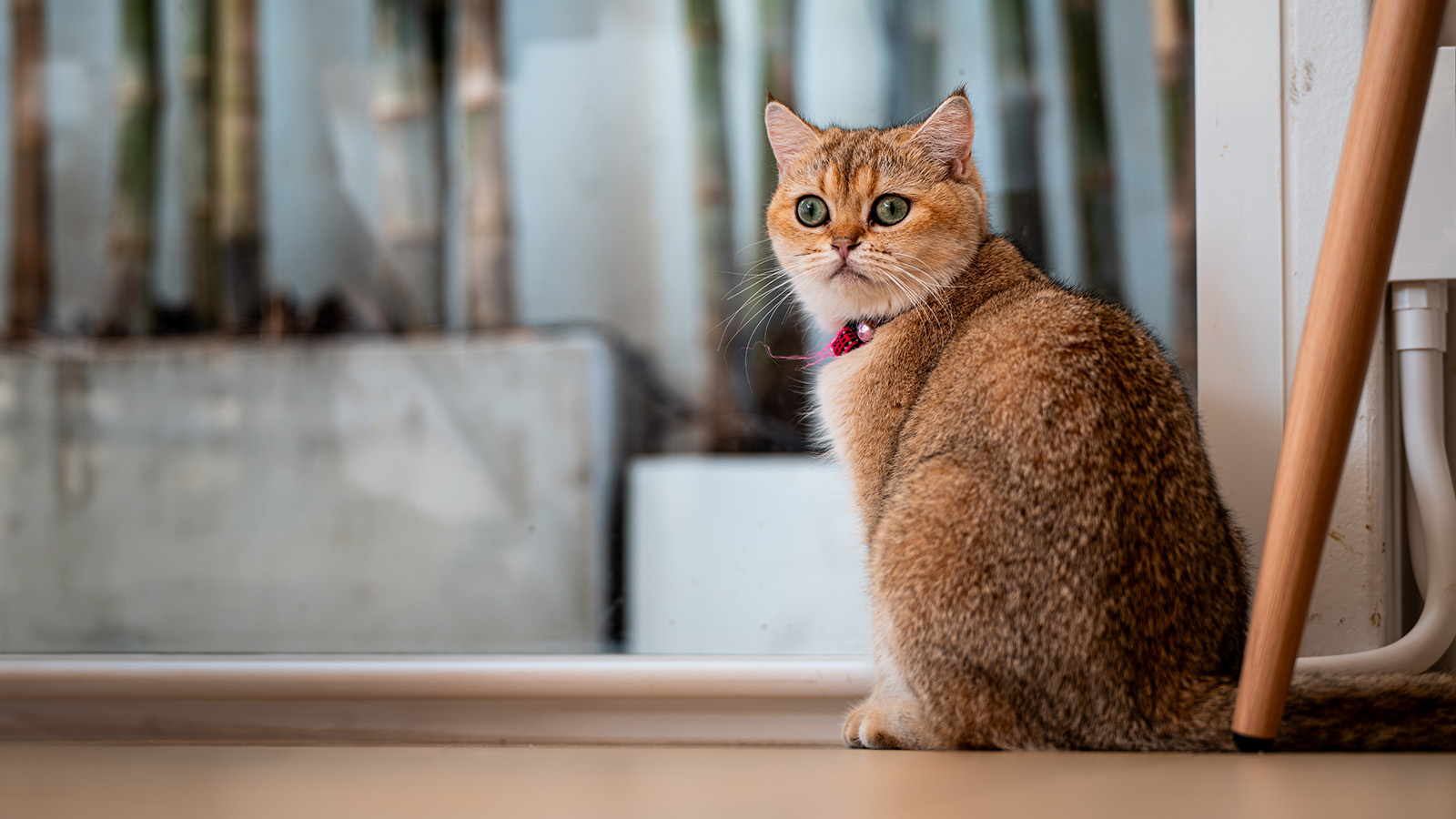 Как нарисовать кота