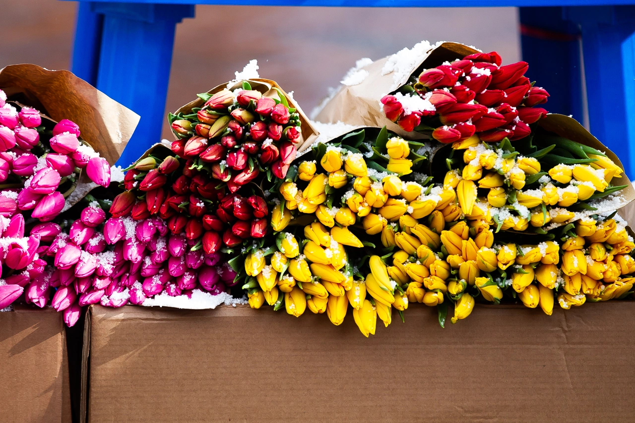 Александр Подгорчук