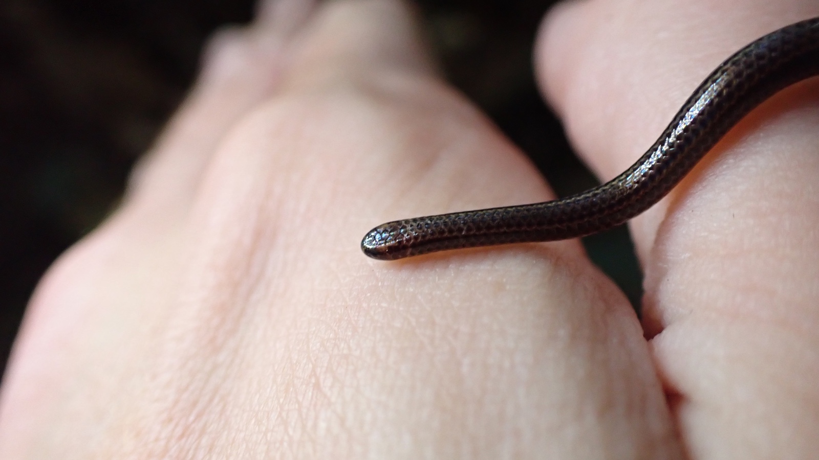 Барбадосская нитевидная змея Tetracheilostoma carlae