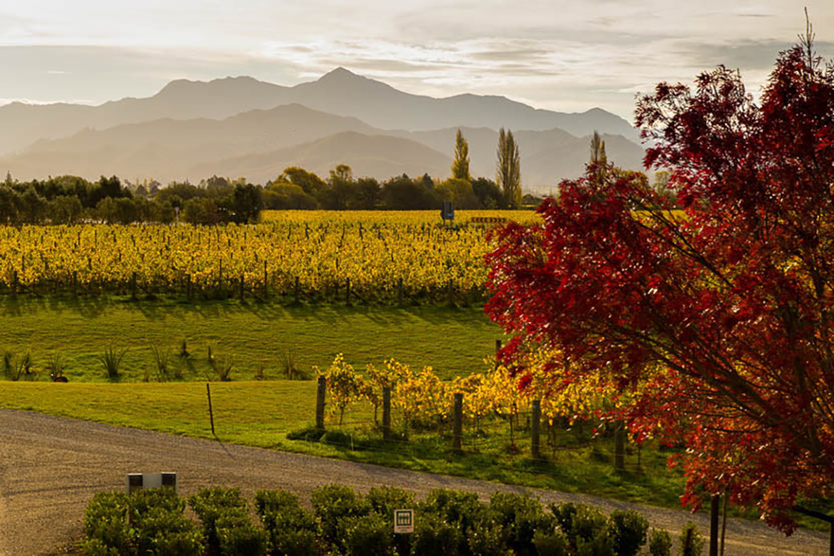 Вина бренда Fromm имеют средние оценки от 89 до 94 баллов на Wine-Searcher