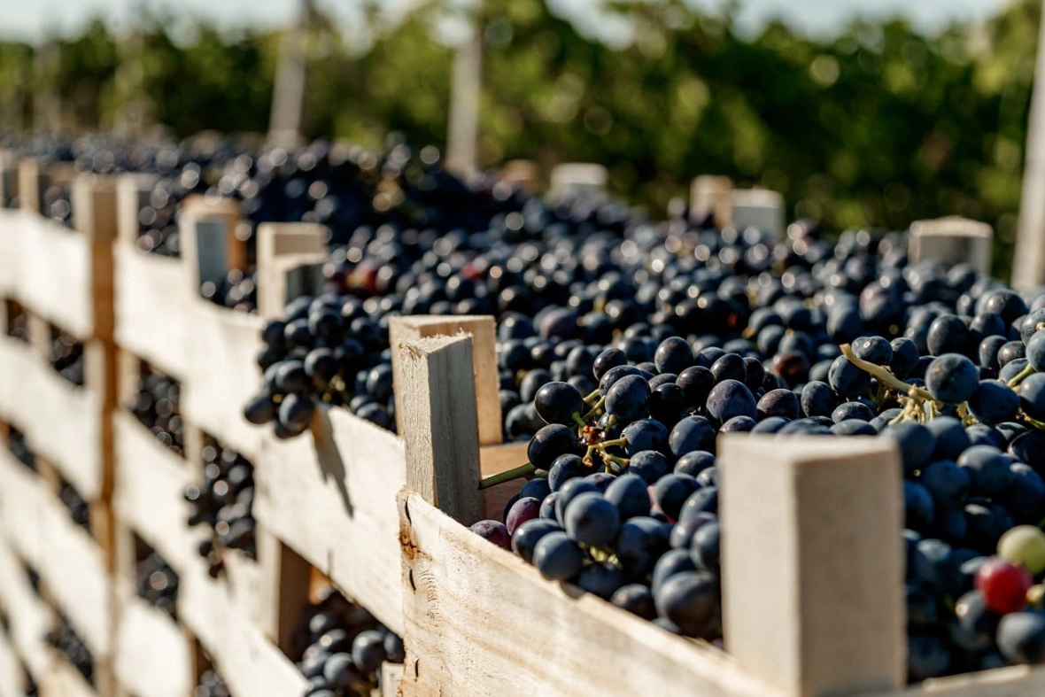 пресс-служба «Дербент Вино»