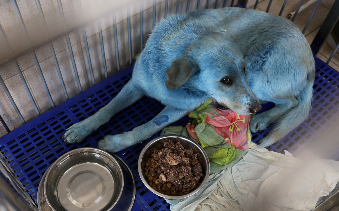 На шерсти голубых собак в Дзержинске обнаружили «берлинскую лазурь»