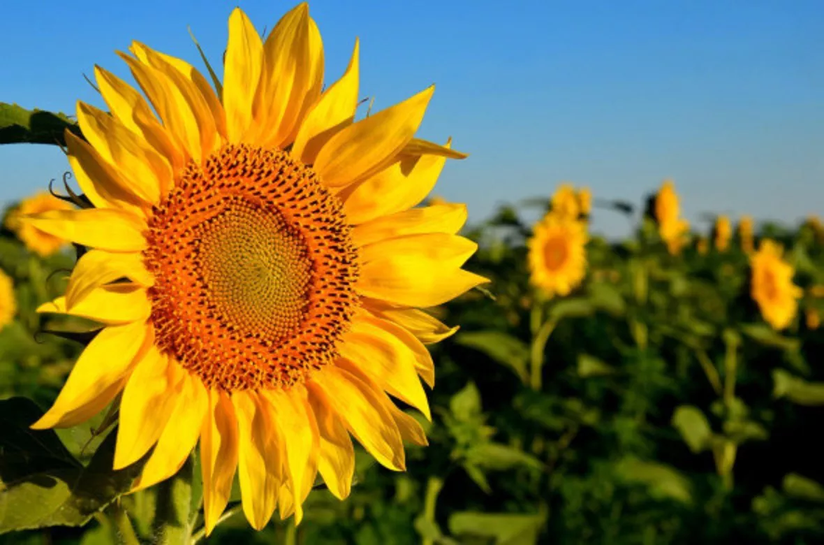 pixabay.com