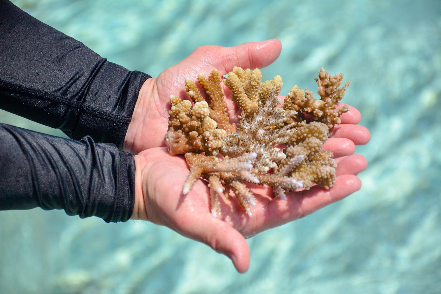 Экологическая программа по восстановлению кораллов в отеле Sheraton Maldives Full Moon Resort & Spa