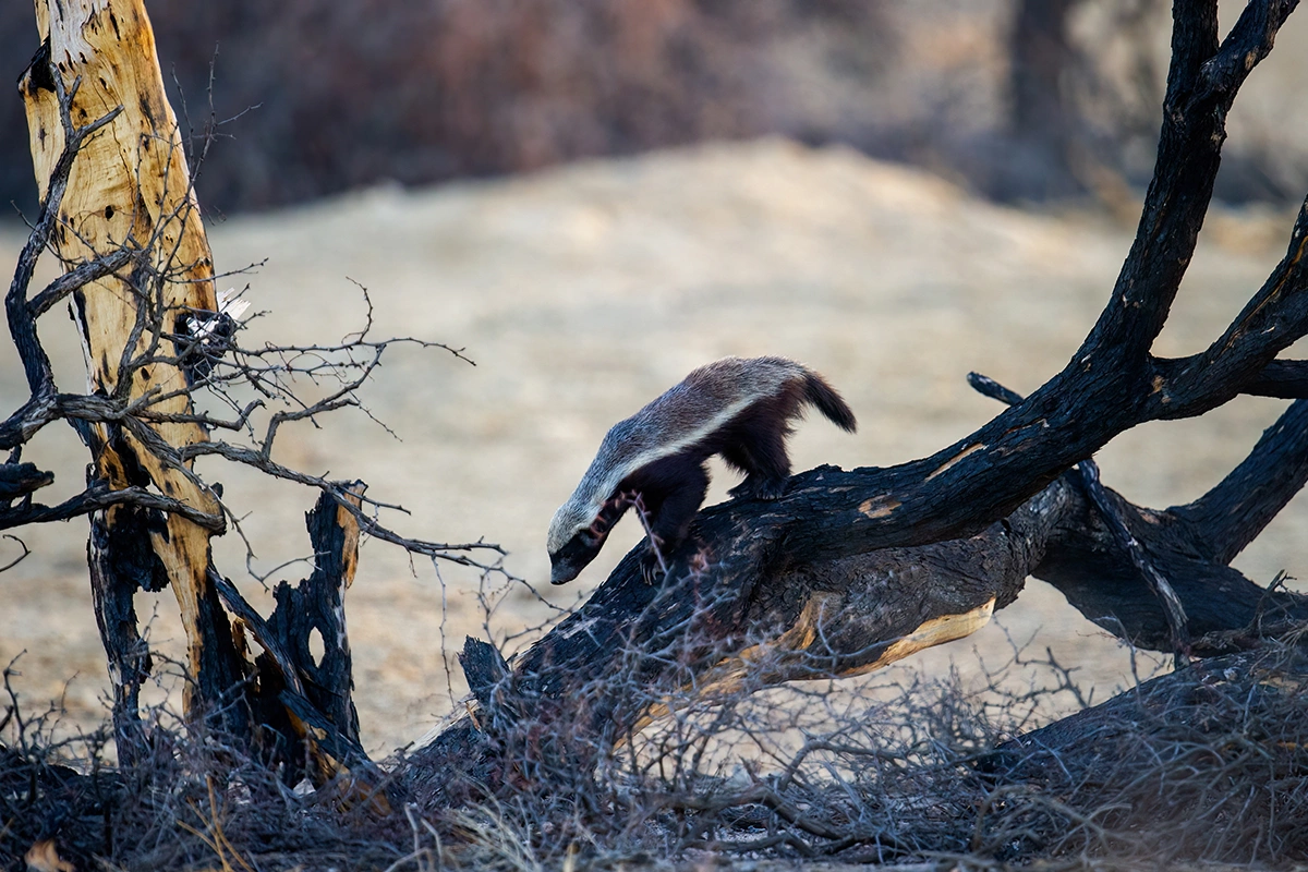 Медоед обитает на двух континентах