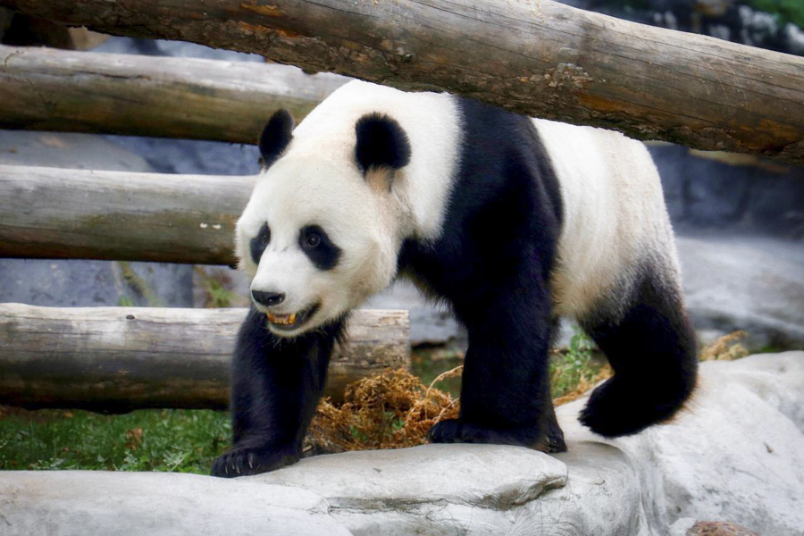 Самец панды Жуи, живущий в Московском зоопарке с 2019 года