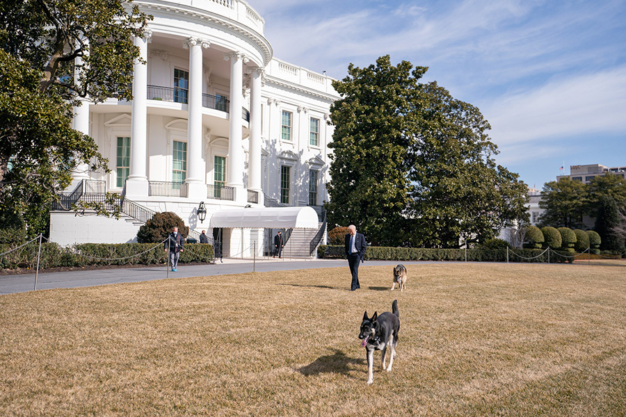 9 февраля, 21-й день. Байден на прогулке со своими собаками Чемпом и Мейджором на лужайке Белого дома