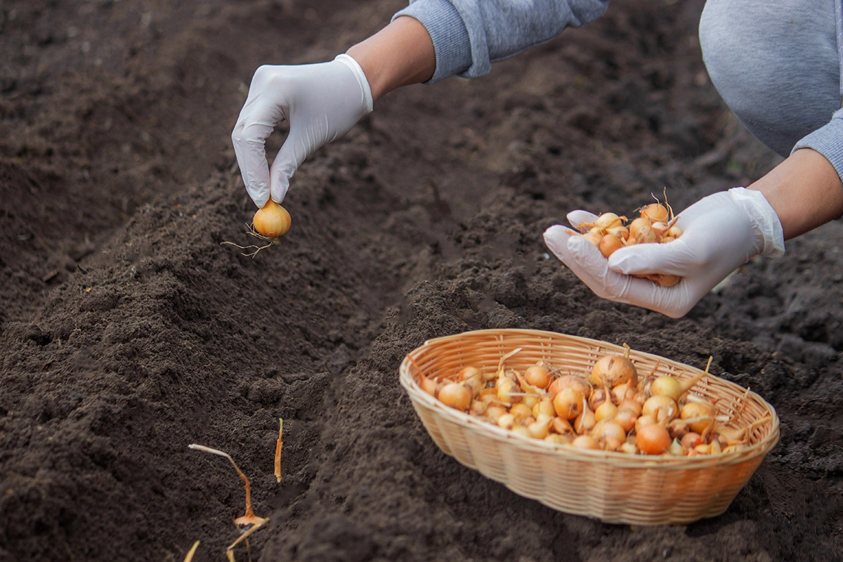 При посадке севком (луковицей) сажают в еще не замерзшую землю за пару недель до настоящих холодов