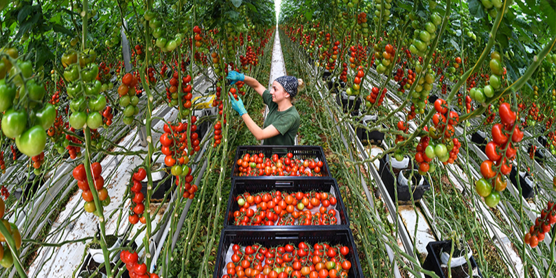 Ценовое потепление: почему российские томаты стали дешевле импортных