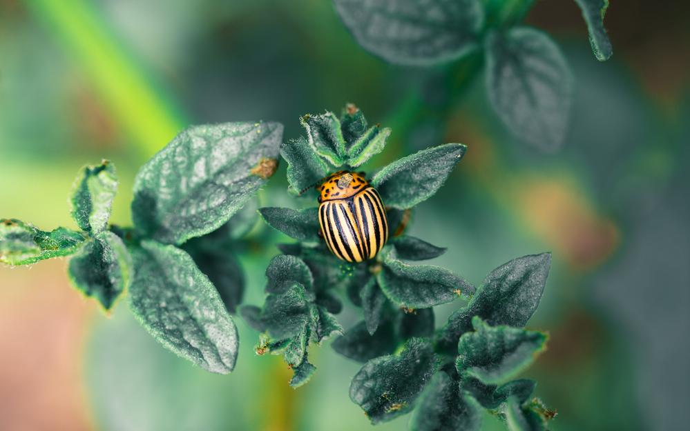 Фото: Shutterstock