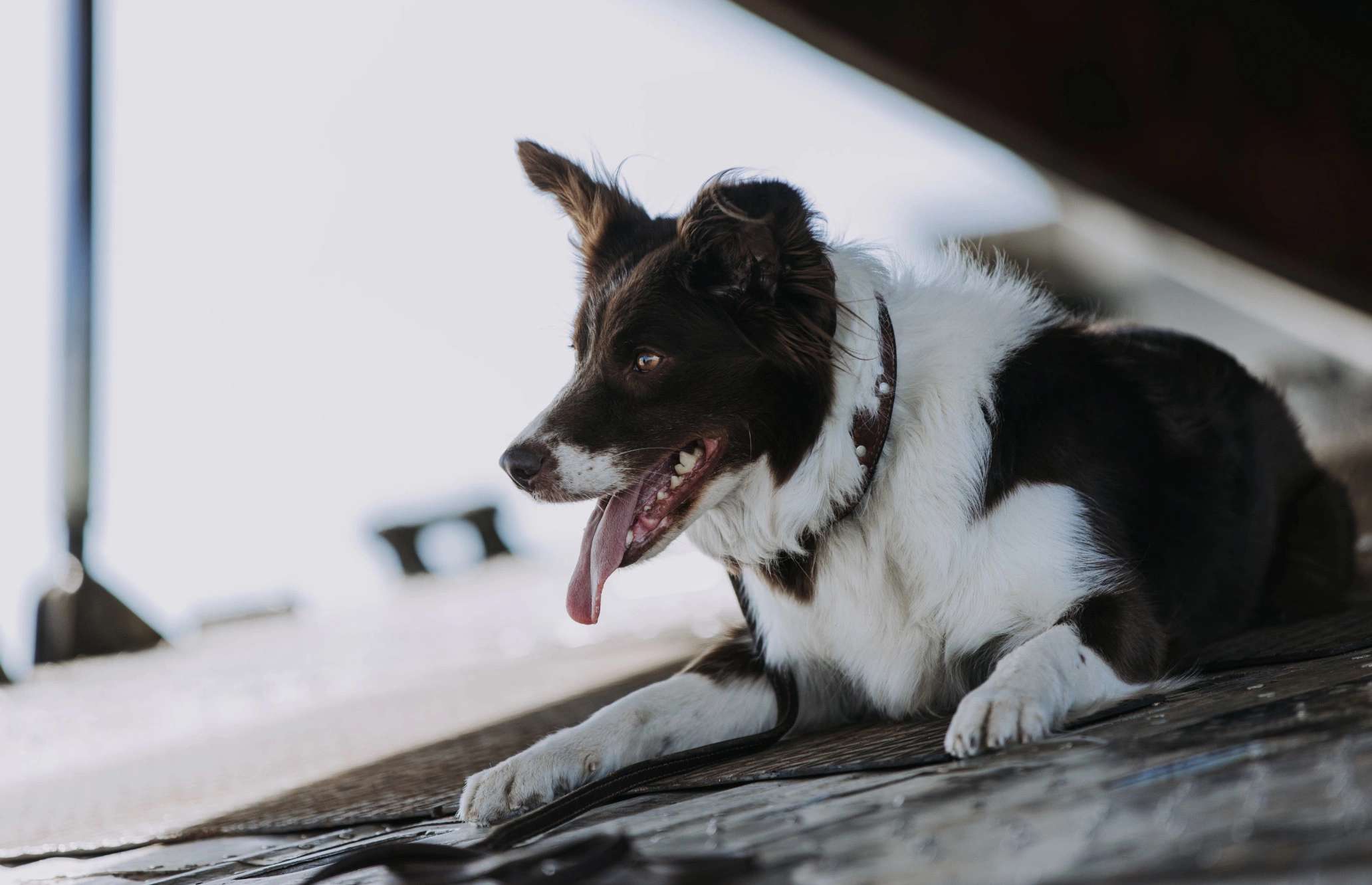 Шани на съемках фильма «Космическая собака Лида»