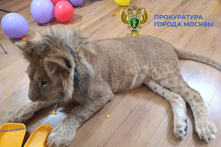 Фото: moscowproc / Telegram