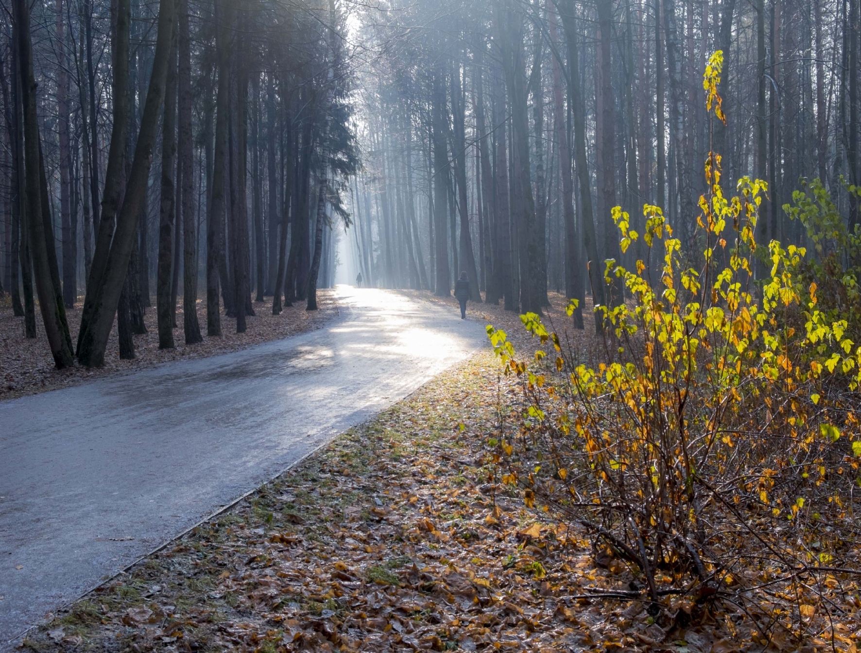Фото: Пирогов Юрий/PhotoXPress.ru