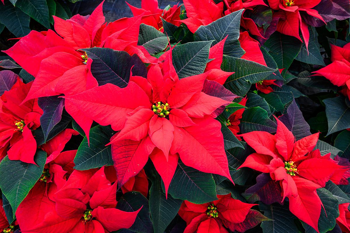 Чаще всего прицветники пуансеттии бывают красными, но встречаются растения и других оттенков