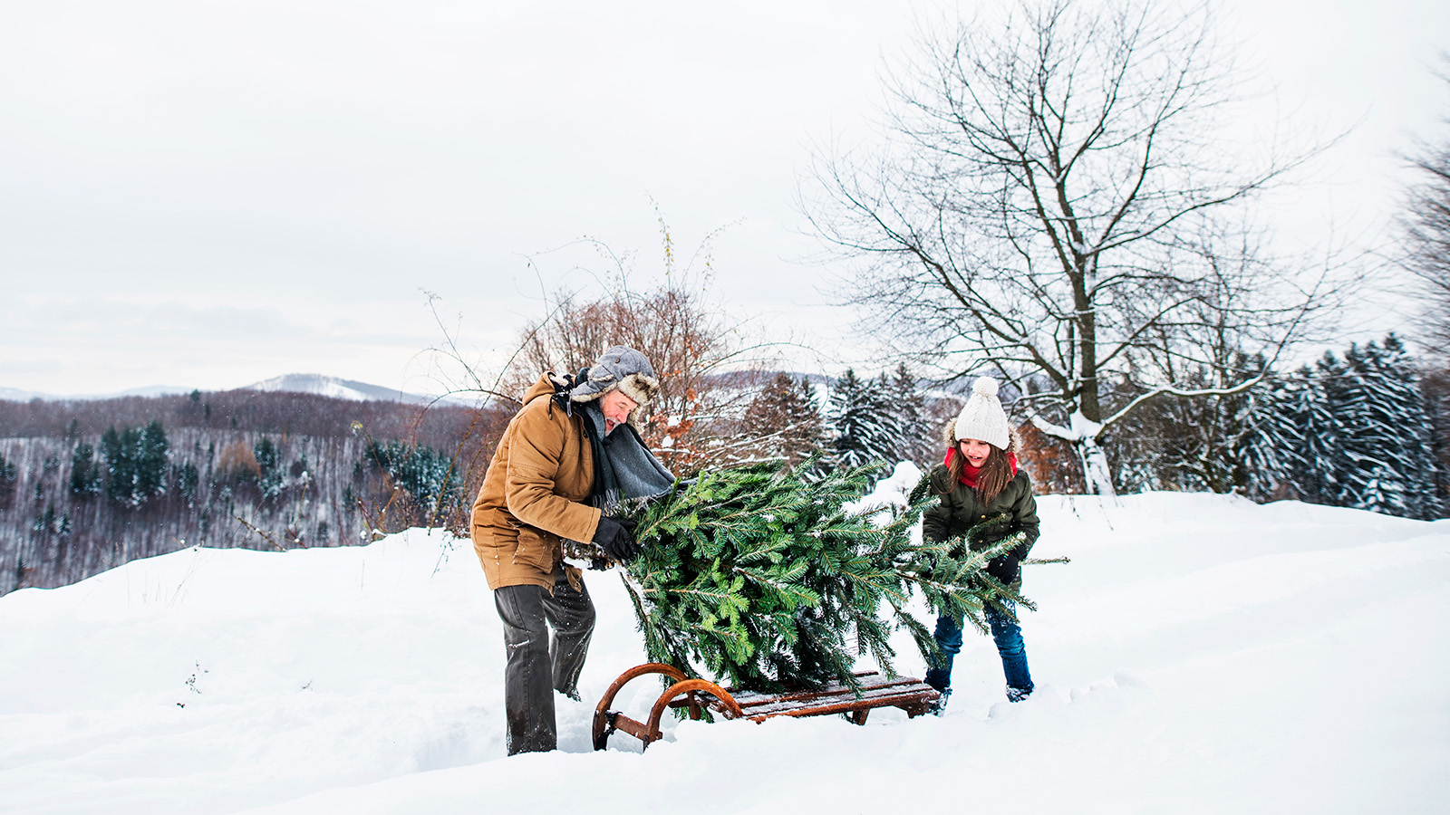 В Госдуме рассказали, как легально срубить елку и не нарваться на штраф