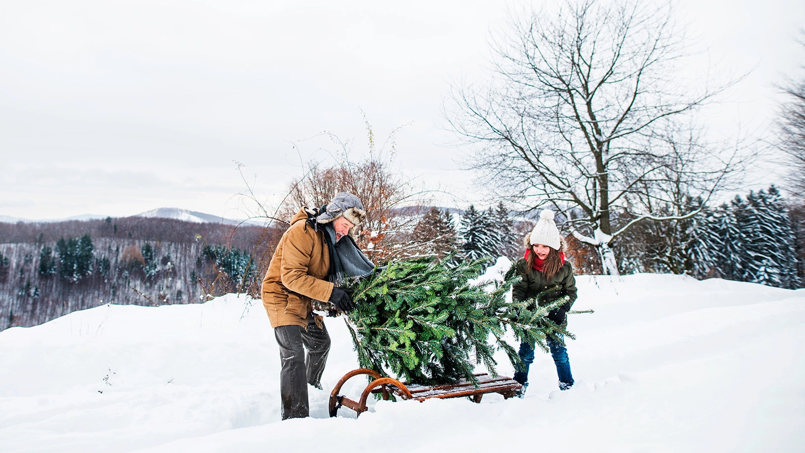 В Госдуме рассказали, как легально срубить елку и не нарваться на штраф