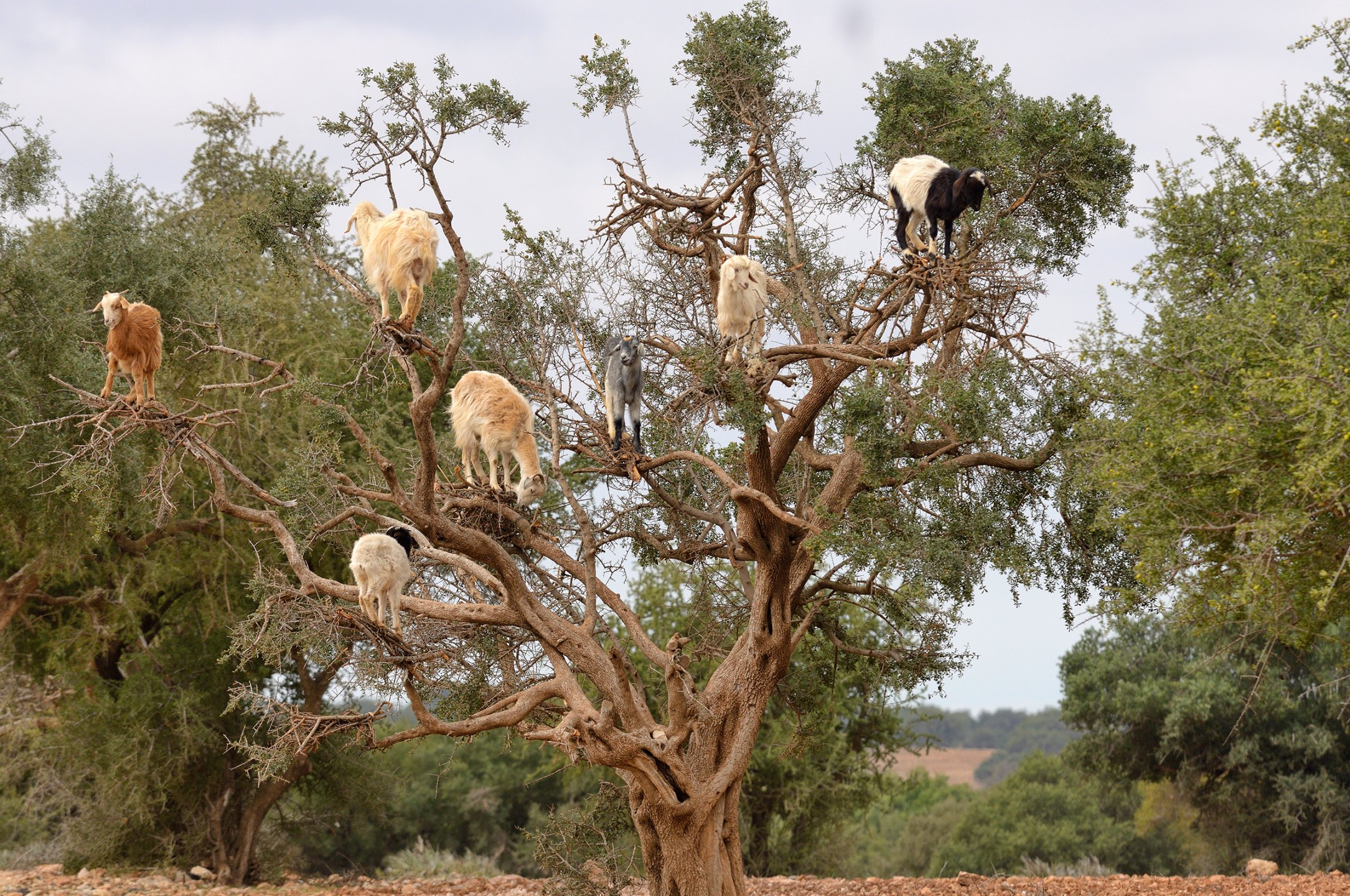 Летающие козы на дереве арган, Марокко