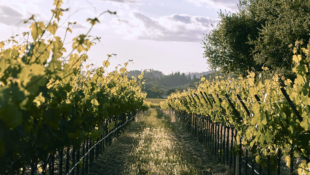 Pernod Ricard продаст винодельню Mumm Napa