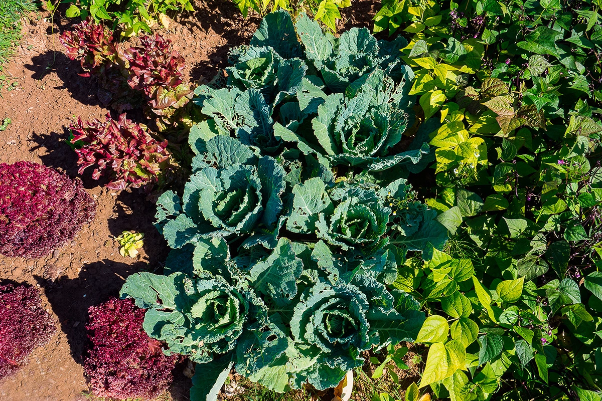В марте нужно обратить внимание на посев зелени и цветов