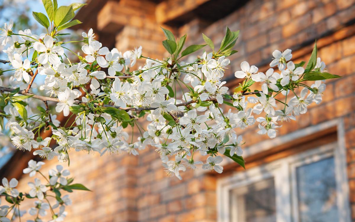 Фото: Mabuka / Shutterstock / FOTODOM