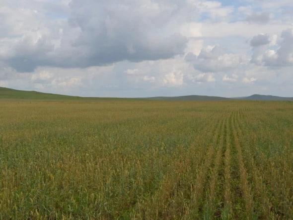 Фото: Минсельхоз Забайкальского края