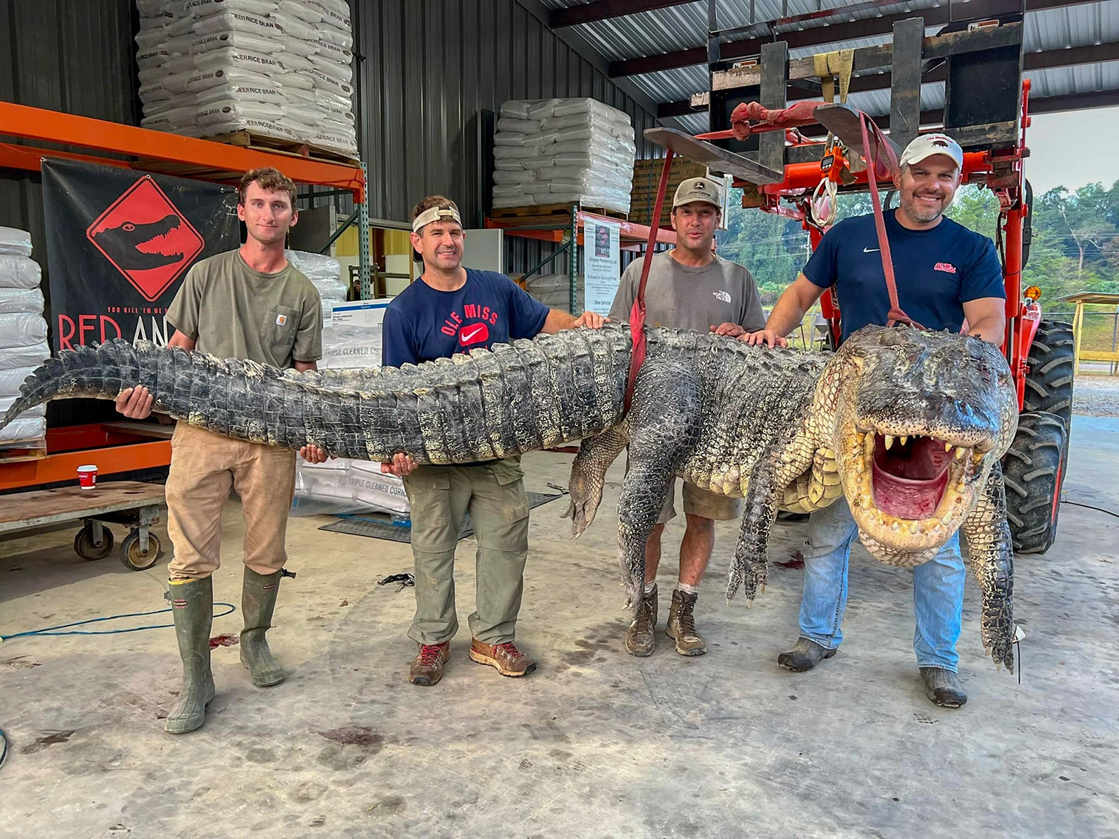В США охотники поймали рекордно большого аллигатора длиной более 4 м | РБК  Life