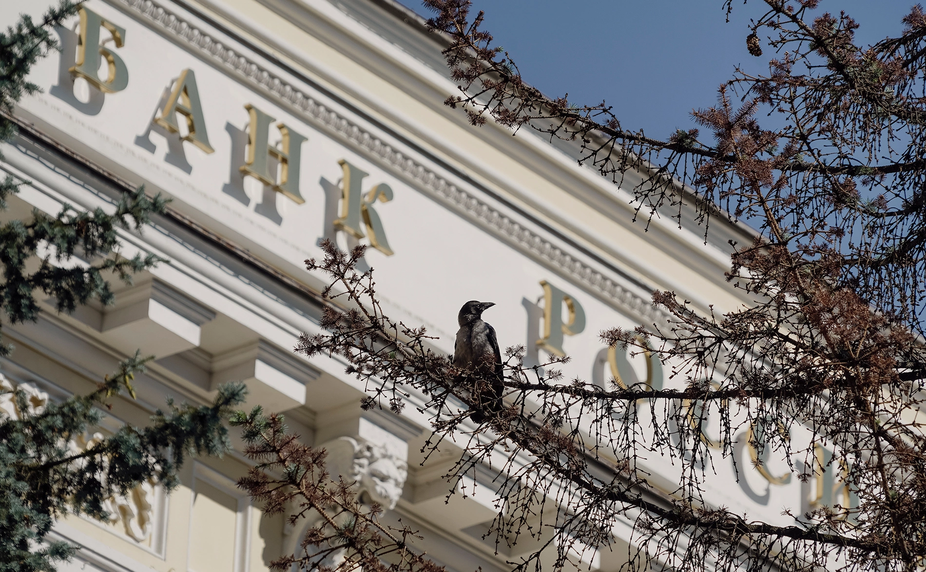 Михаил Гребенщиков / РБК