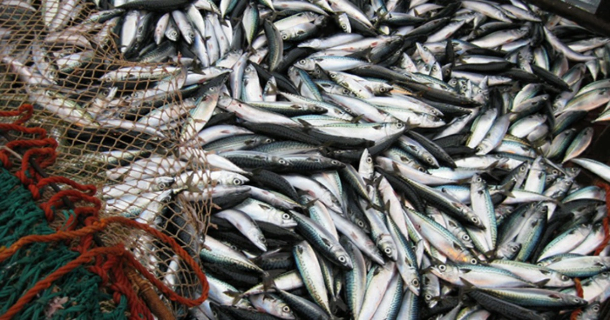 ВНИРО