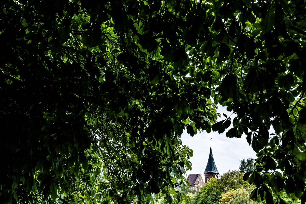 Александр Подгорчук