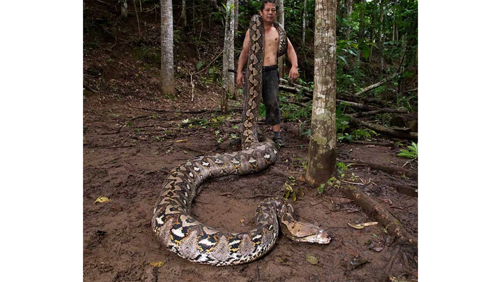 Самка питона с Сулавеси