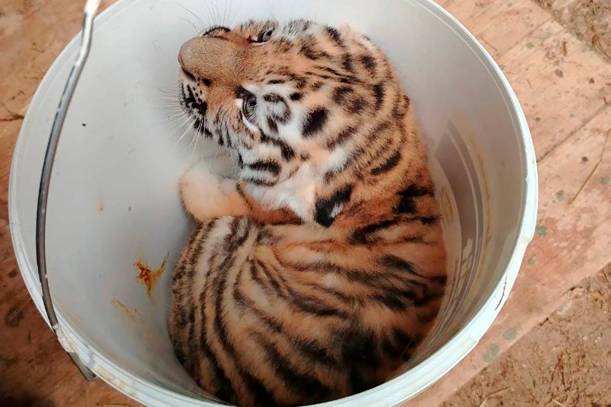 Амурский тигренок из Центра воспроизводства редких видов животных Московского зоопарка