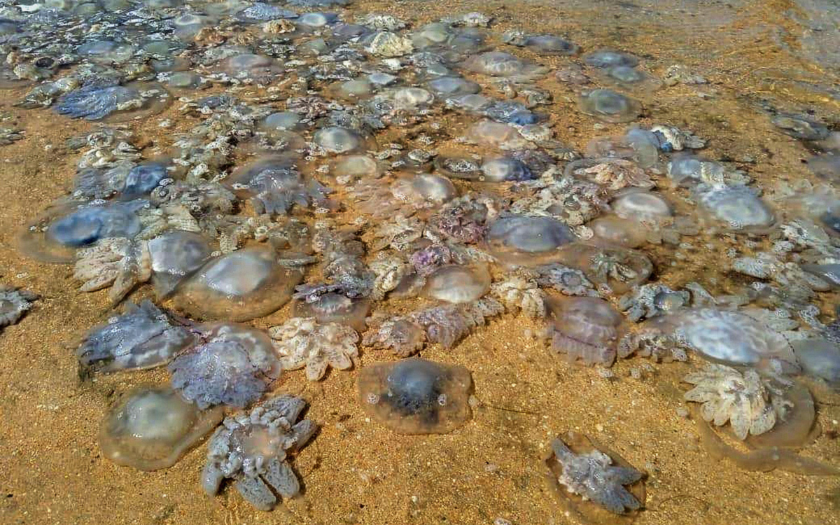 Нашествие медуз в Азовском море 2021