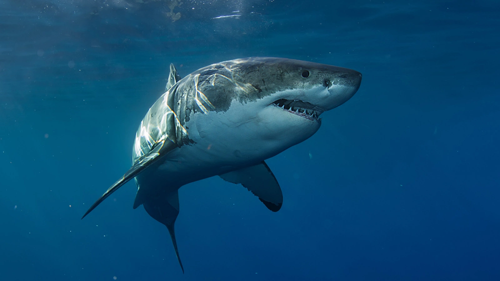 В Австралии мужчина выжил после нападения акулы-людоеда. Что он говорит