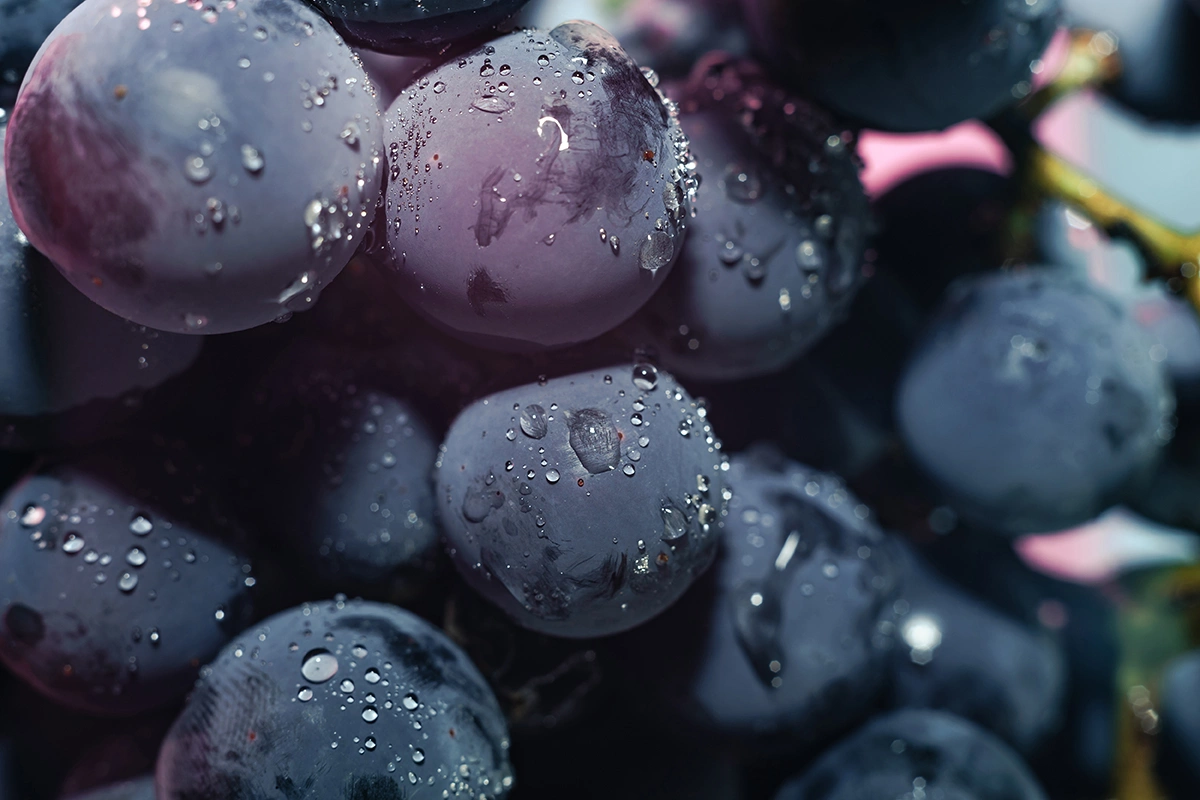 Есть ли будущее у северного вина из России: «Время вина» — на Радио РБК