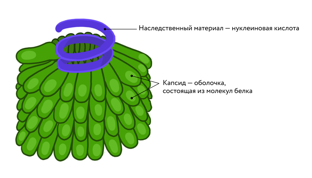 Строение вируса мозаичной болезни табака.