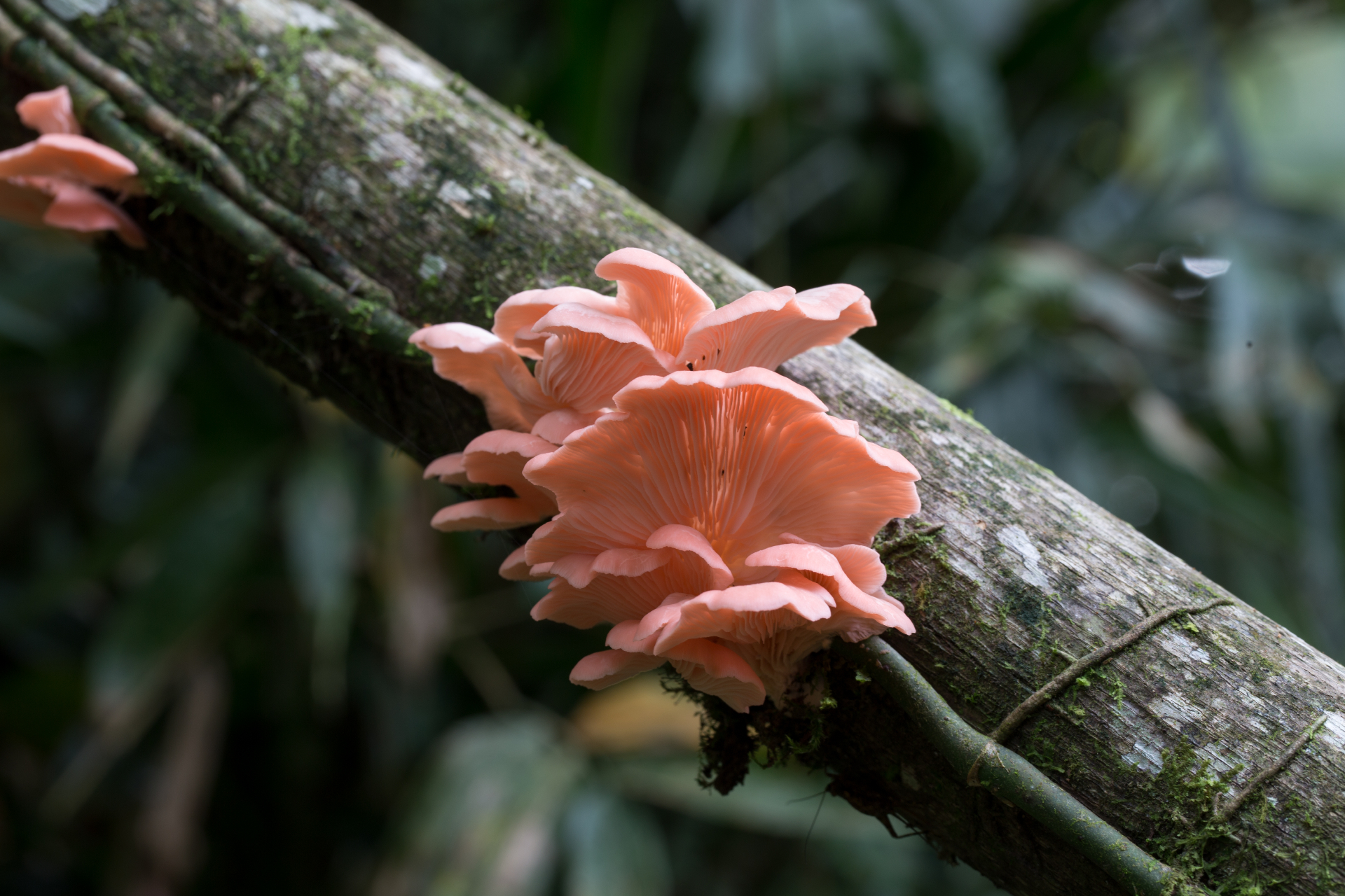Розовая вешенка (Pleurotus djamor) из атлантических лесов в окрестностях Миракату, Бразилия. Древоразрушающие грибы играют важную роль в круговороте веществ и балансе лесных экосистем. Плодовые тела гриба съедобны для человека, в природе служат пищей разнообразным насекомым.
