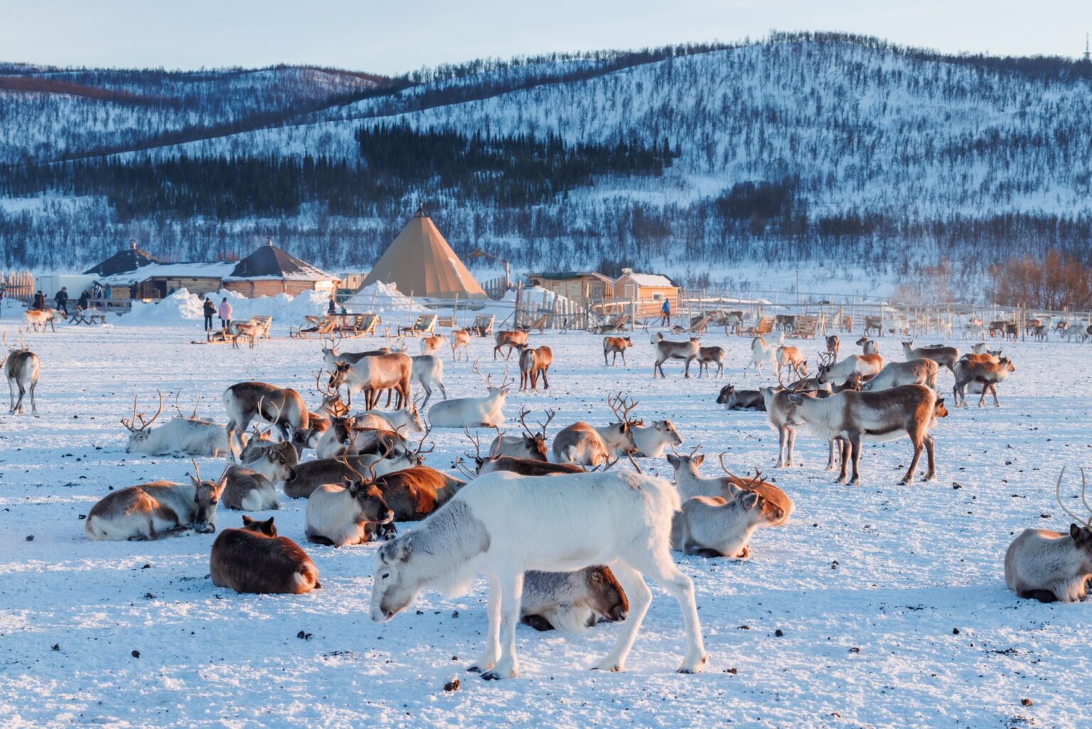 Путешествие к саамам и северным оленям в питомник Troms&oslash; Arctic Reindeer