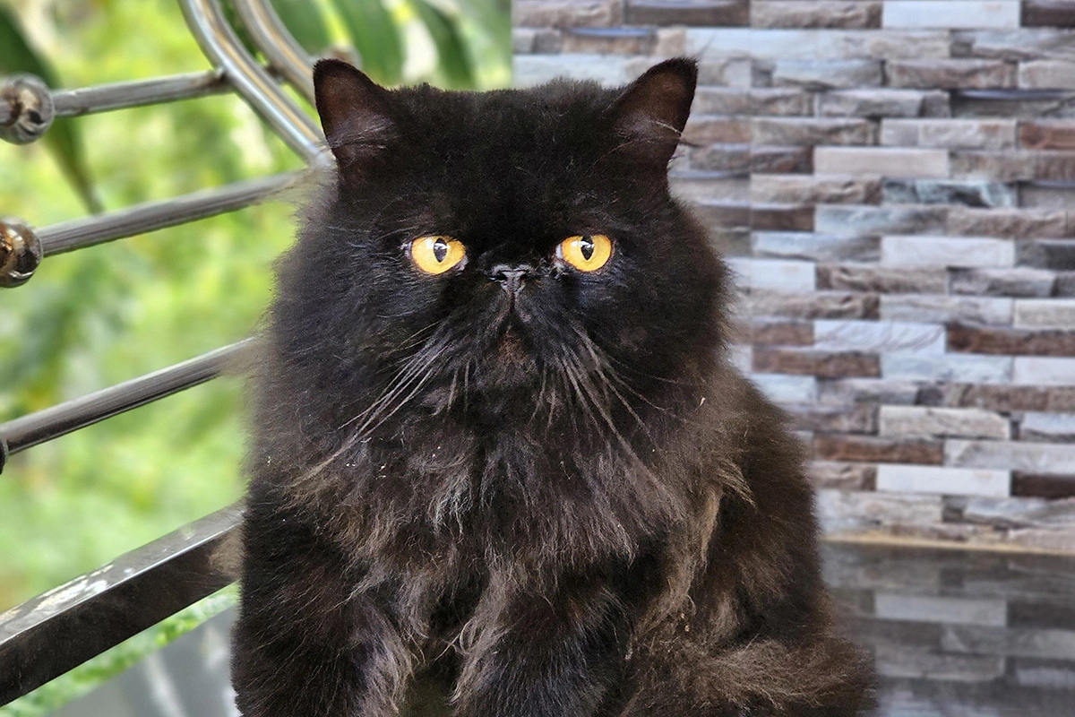 Персидская кошка