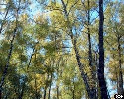 МЭРТ настаивает на введении частной собственности на лес