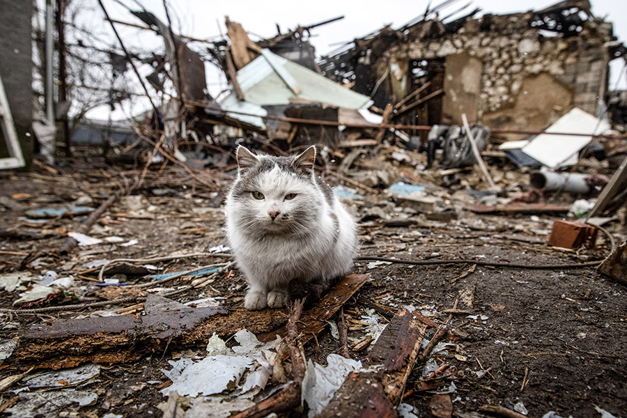 Бездомный&nbsp;кот на территории села Трехизбенка, перешедшего под контроль ЛНР (Луганской Народной Республики)