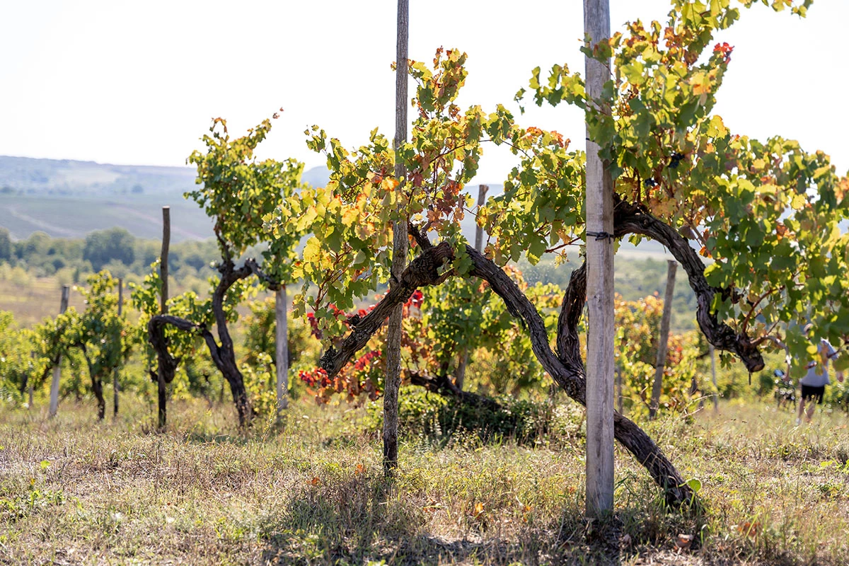 Все дело в дубе: Chateau Le Grand Vostock о своих новинках