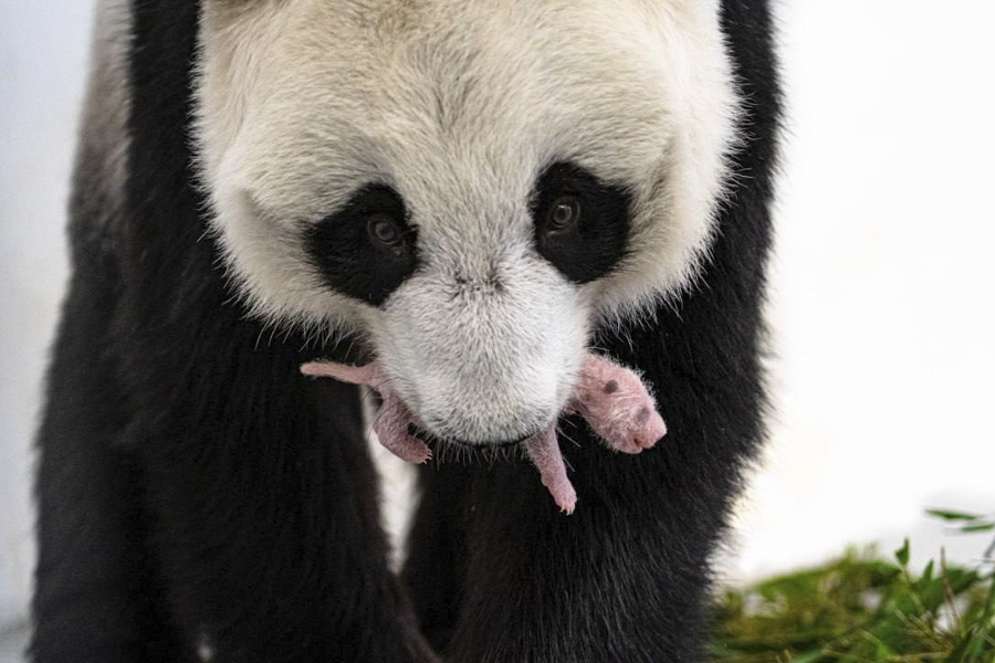 24 августа 2023 года родился первый детеныш Жуи и Дин-Дин&nbsp;&mdash; панда Катюша. Это первое рождение большой панды не только в Московском зоопарке, но и в России. При рождении она весила всего 150&nbsp;грамм